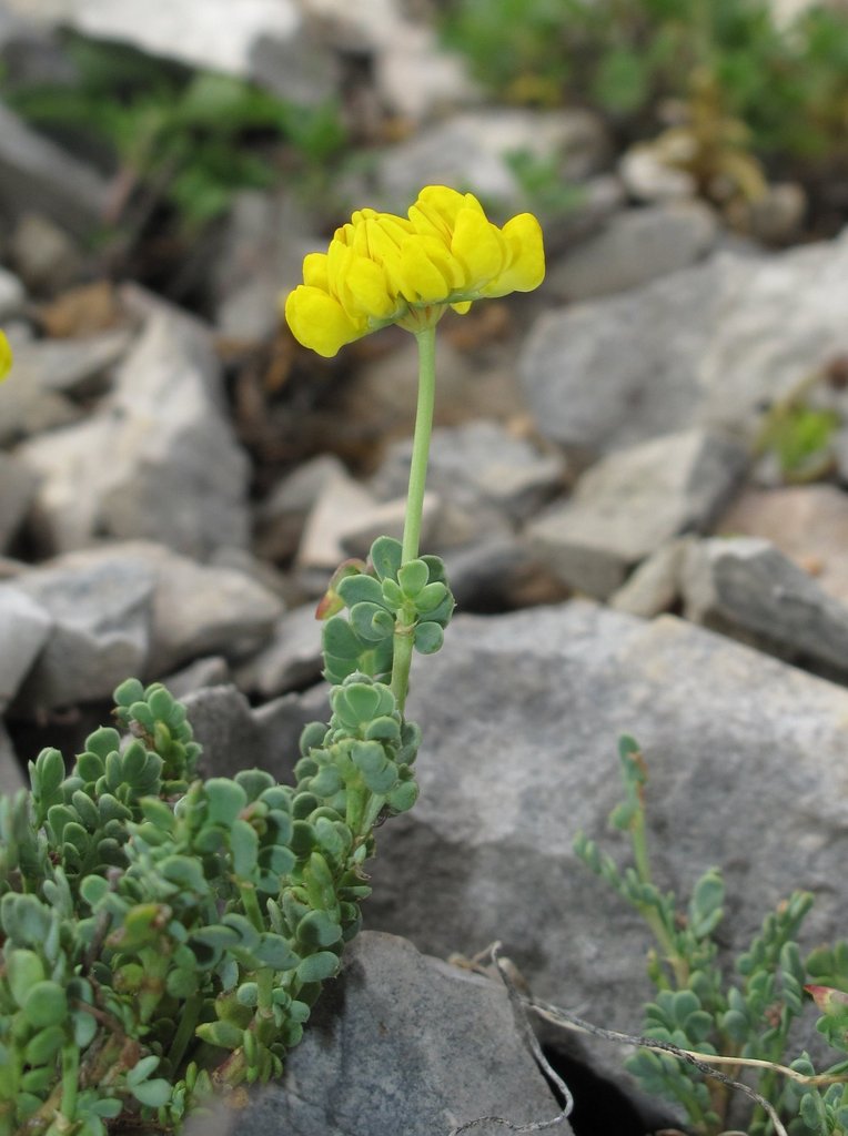 Coronilla minima